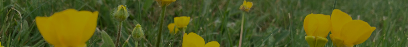 Smørblomster i Fjelstervang